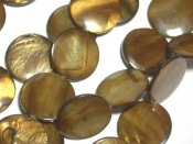 Stor myntformad pärla i brunt snäckskal